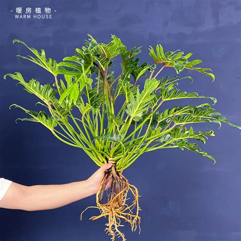 小天使植物風水|【小天使植物風水】小天使植物風水：解析小天使大天使蔓綠絨差。